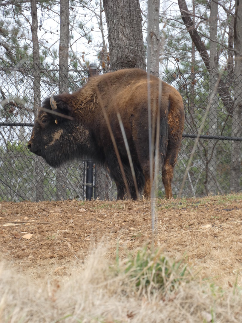 American Bison at the North Carolina Zoo