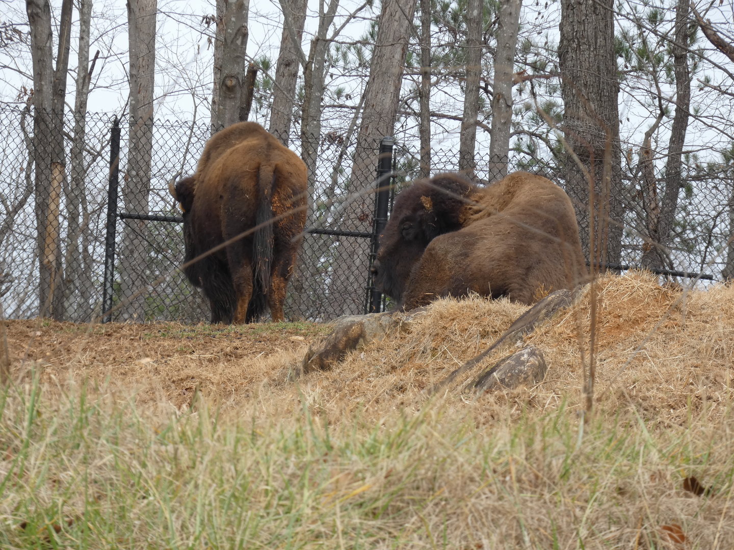 American Bison at the North Carolina