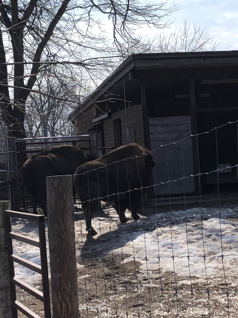 American Bison “Beefcake” and “Mama Cow”