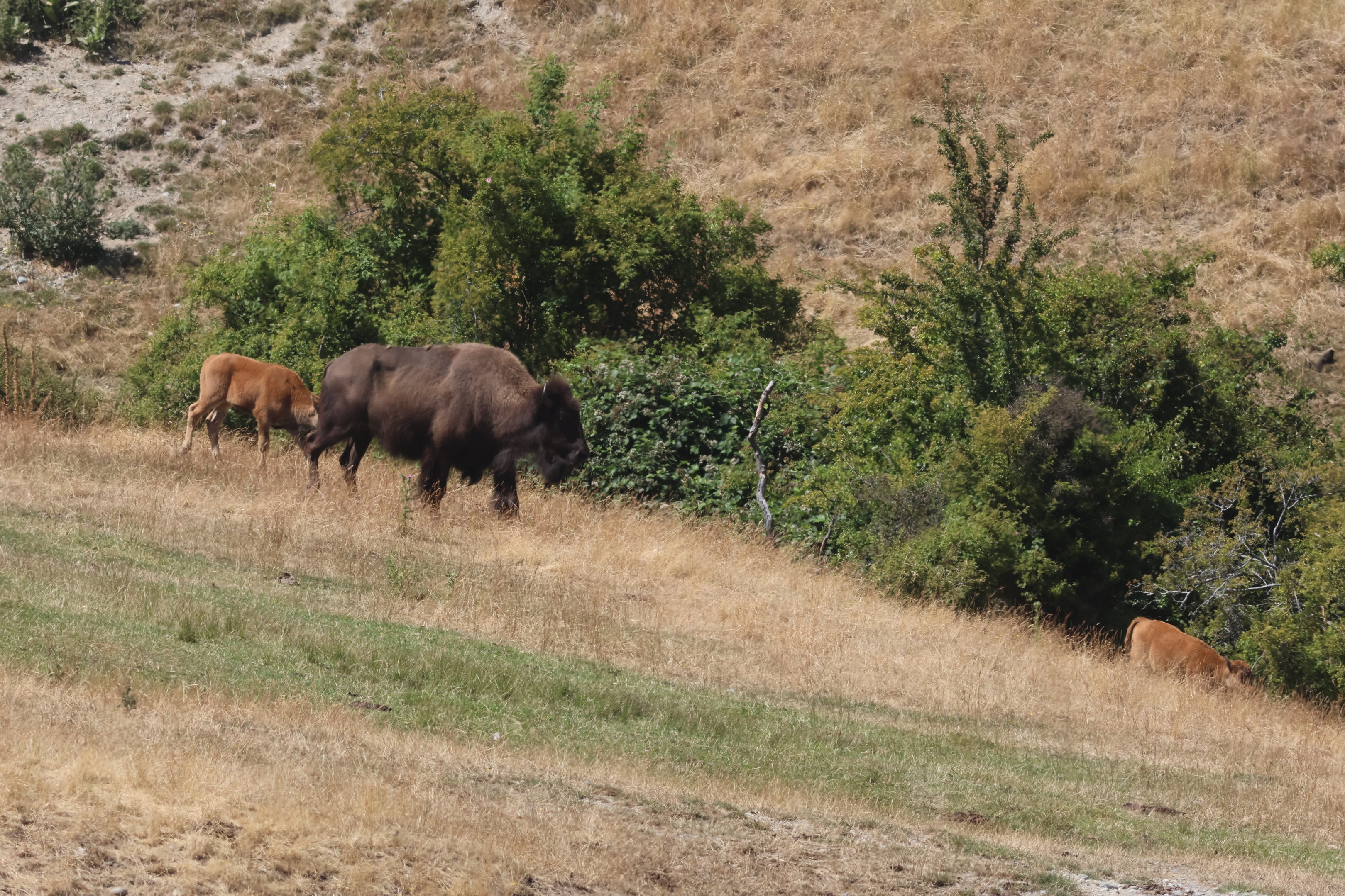 American Bison (Bison bison) adult with calves, Deer Park Heights (Queenstown)
