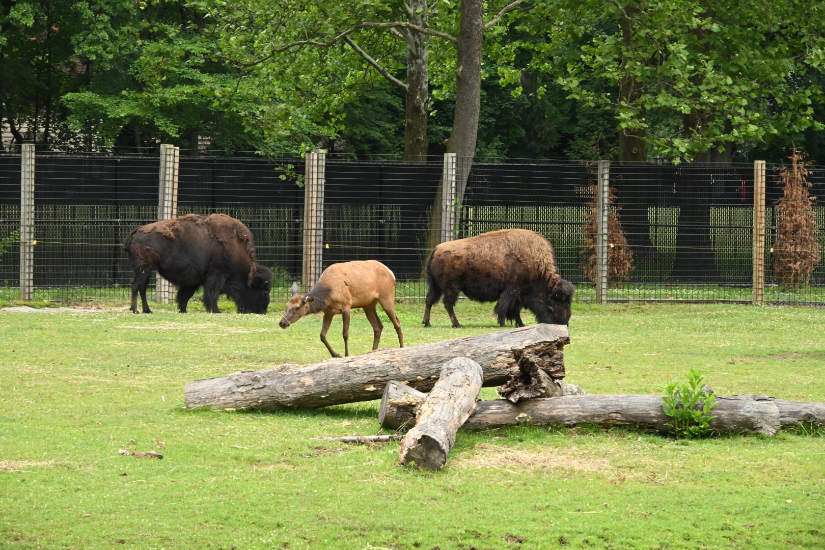 American Bison (Bison bison) and Wapiti (Cervus canadensis)