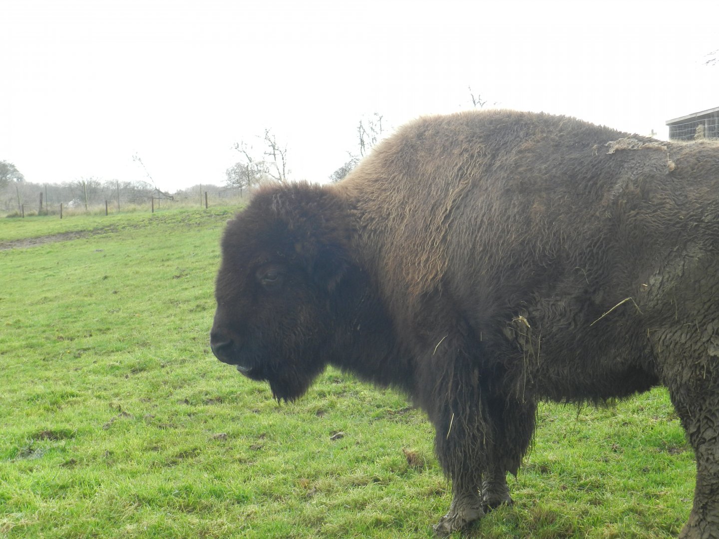 American Bison (Bison bison) at Noah's Ark Zoo Farm, England