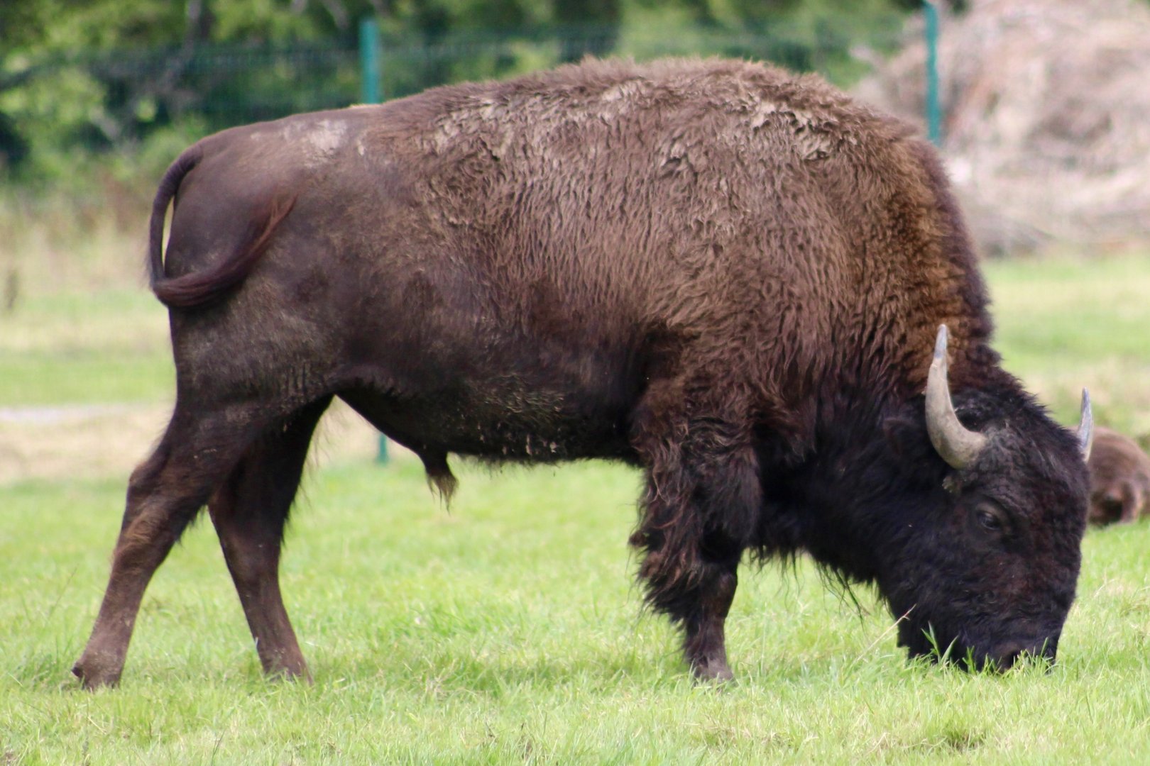American bison (Bison bison) at Tayto Park - 10/08/2021