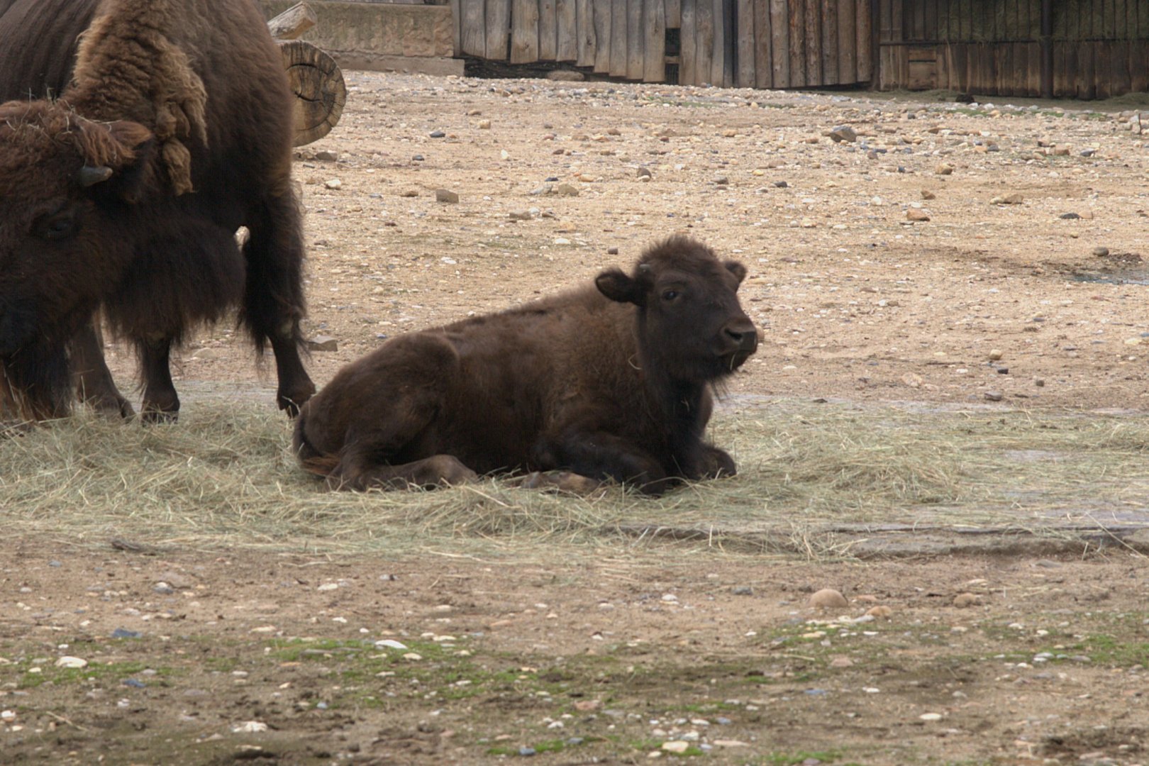 American Bison (Bison bison bison), 12-09-25