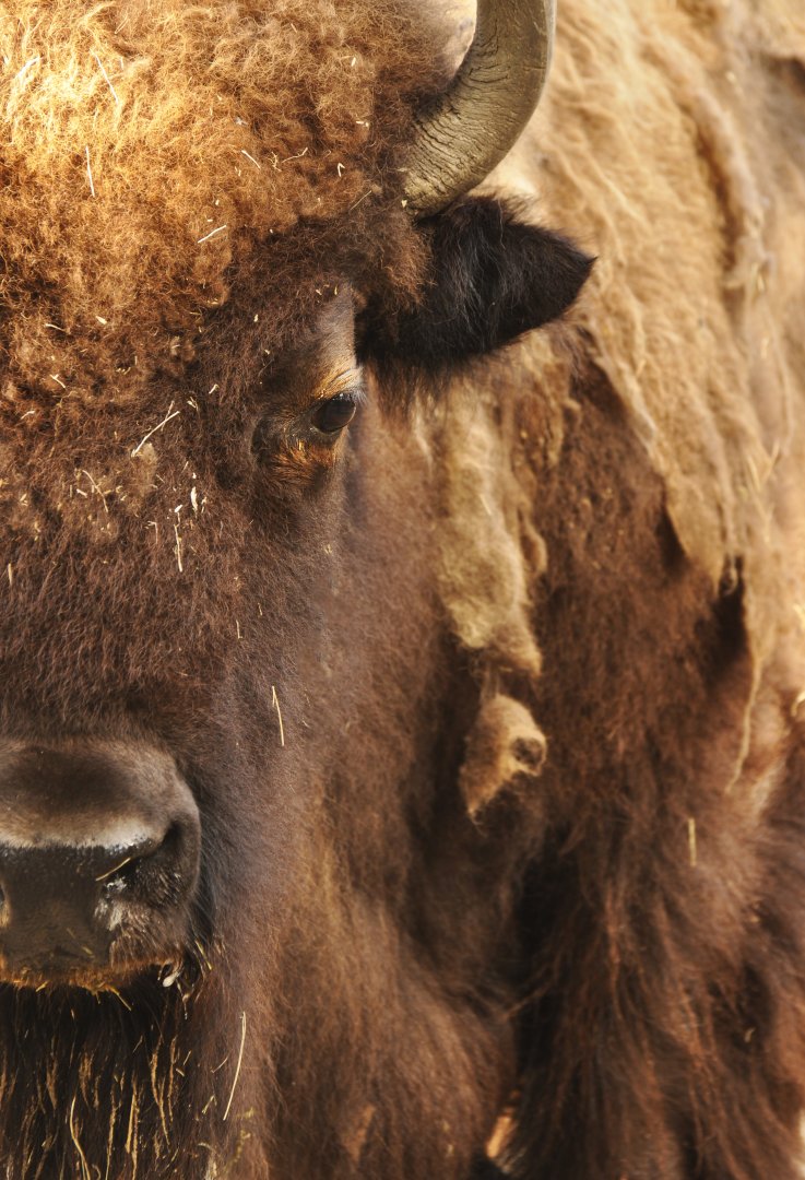 American bison (Bison bison bison)