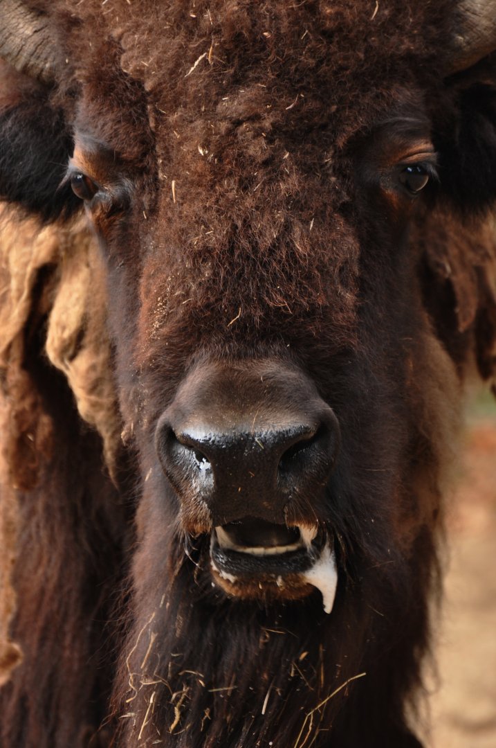 American bison (Bison bison bison)