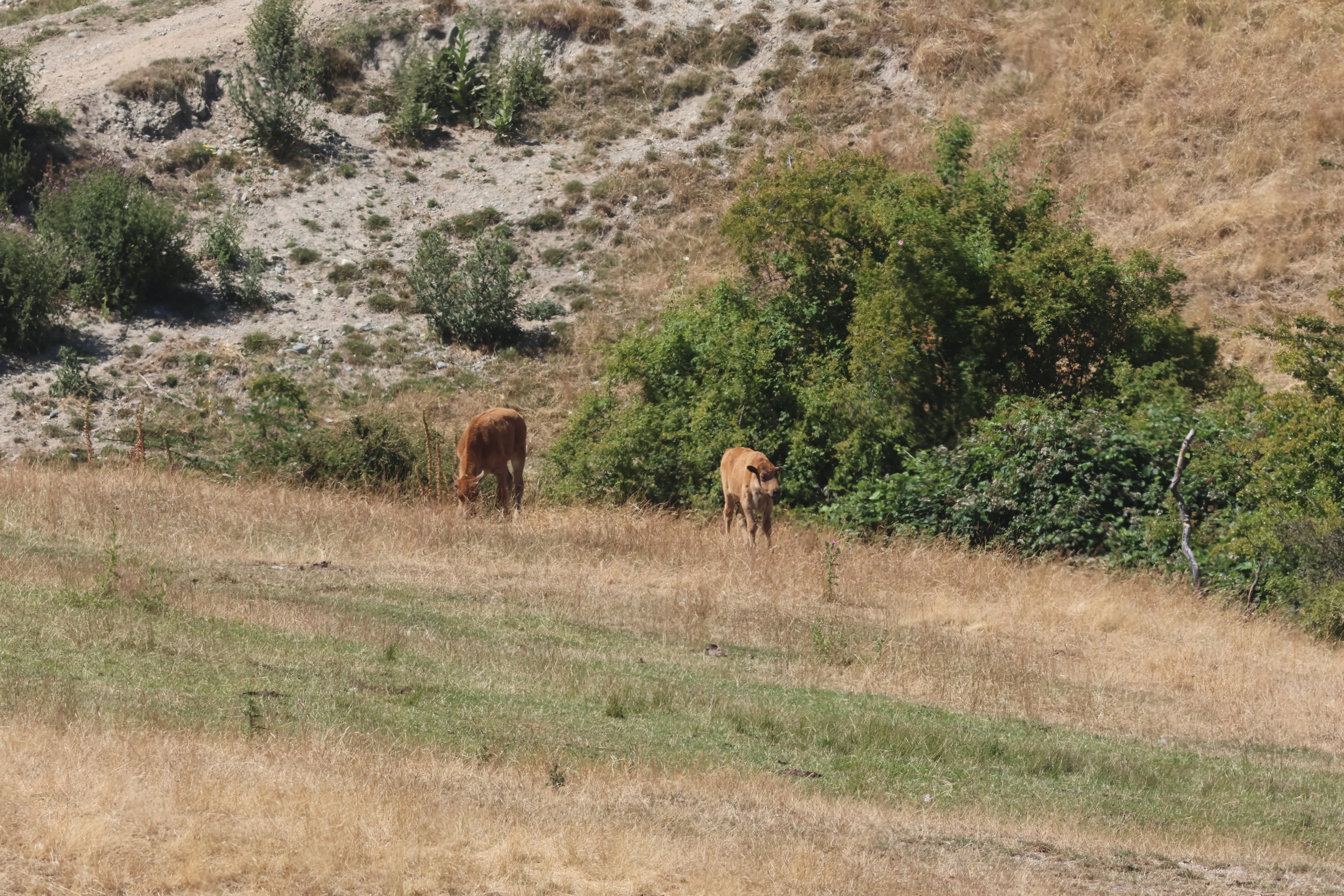 American Bison (Bison bison) calves, Deer Park Heights (Queenstown)