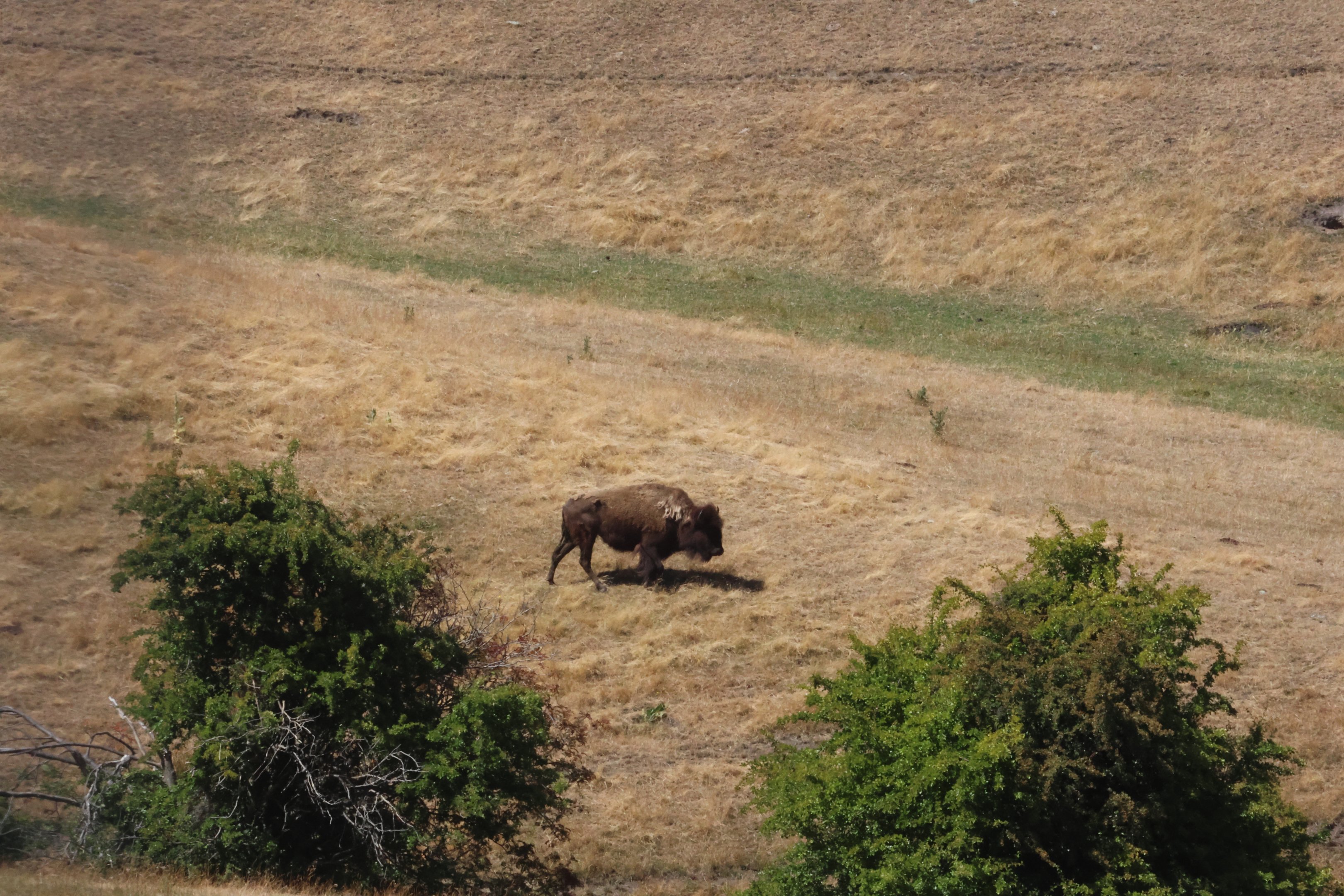 American Bison (Bison bison), Deer Park Heights (Queenstown)