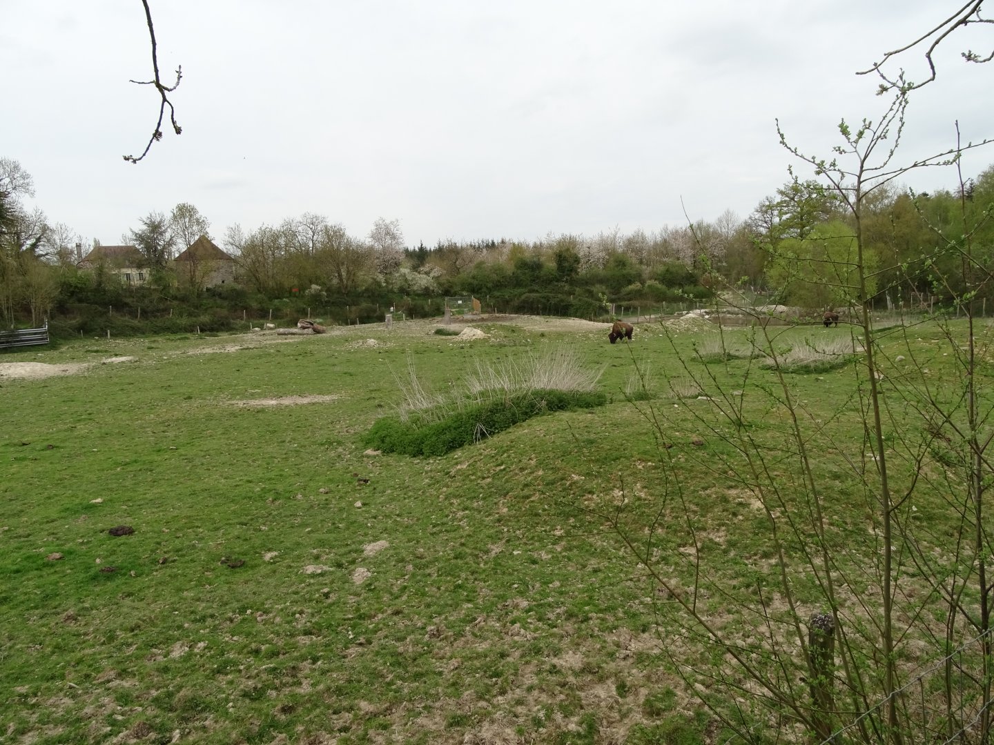 American bison (Bison bison) exhibit - Parc animalier d'Ecouves