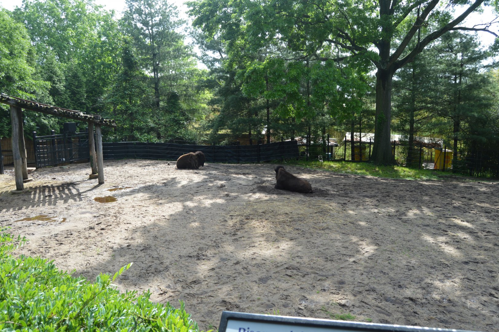 American Bison (Bison bison) Exhibit