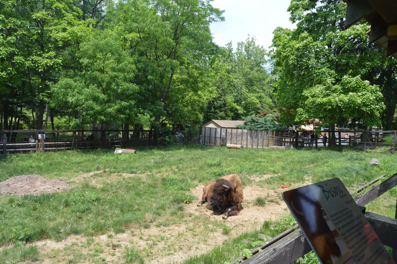American Bison (Bison bison) Exhibit