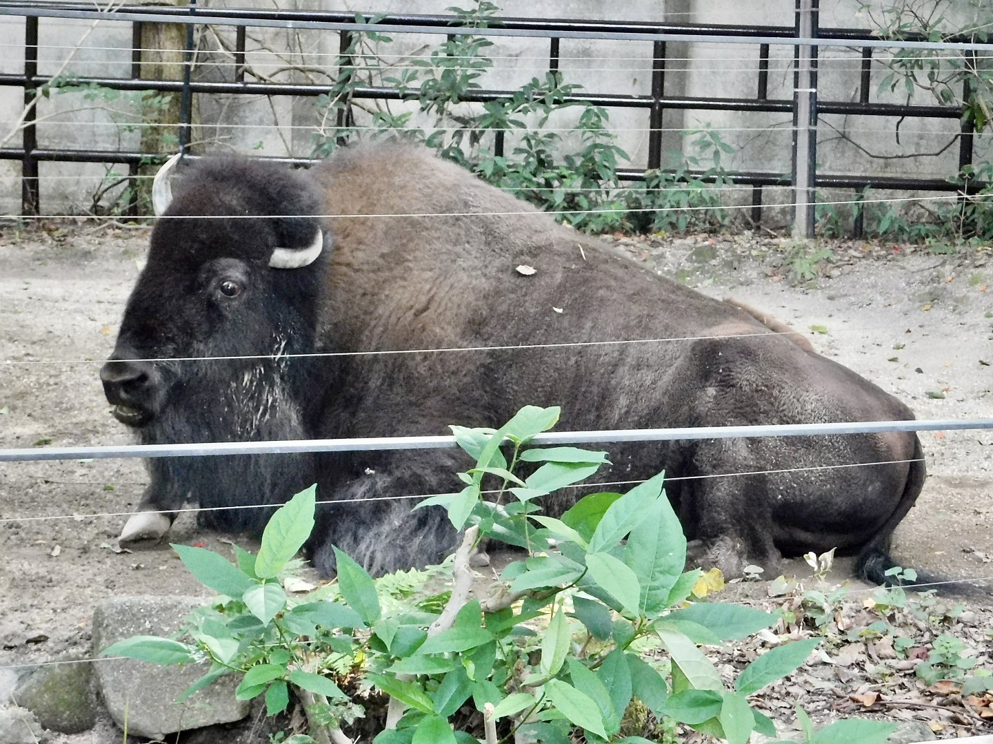 American Bison (Bison bison) October 18, 2025