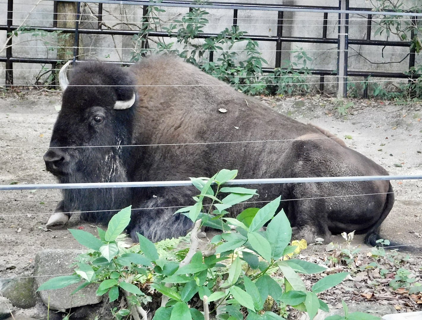 American Bison (Bison bison) October 18, 2025
