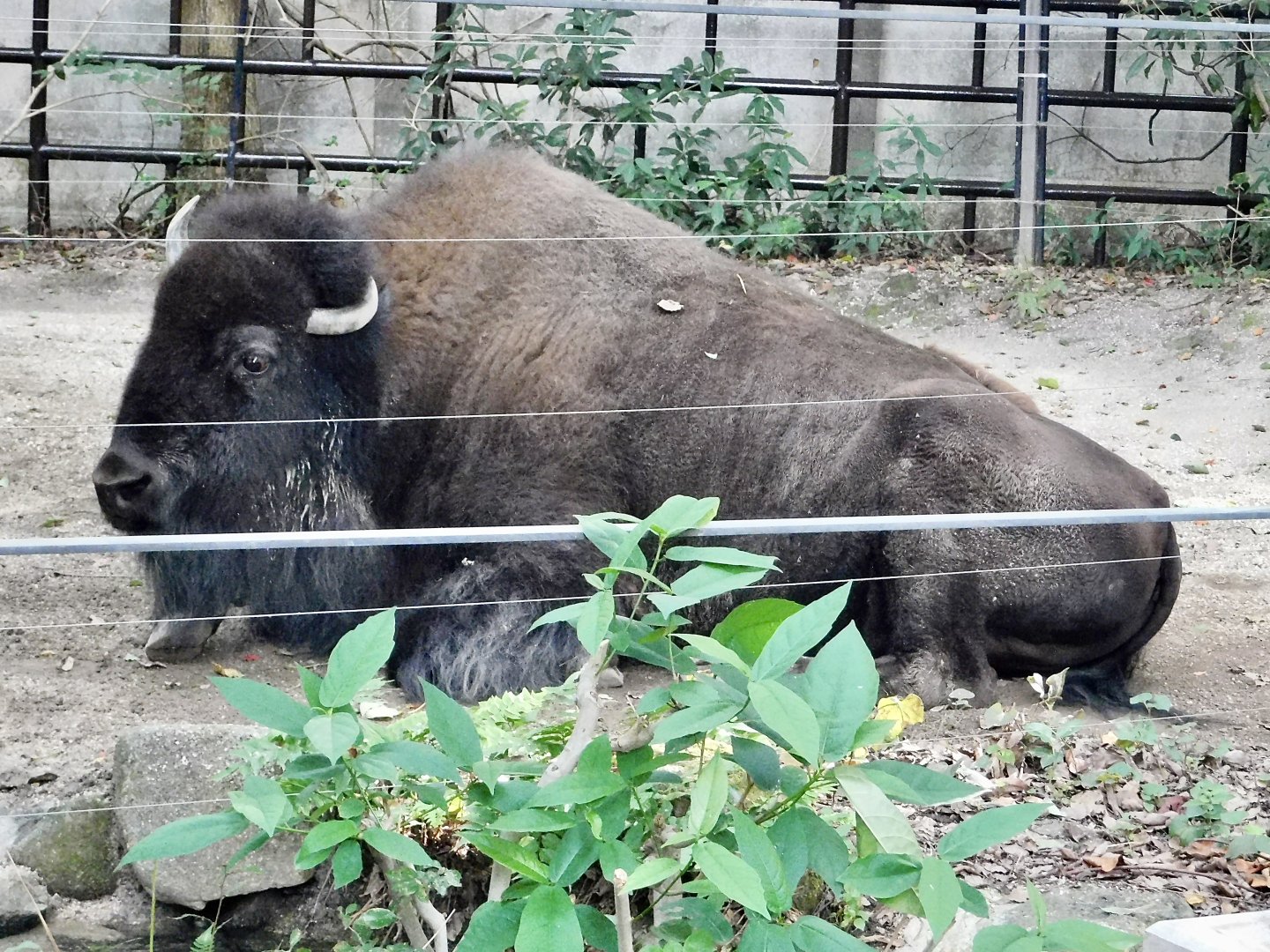 American Bison (Bison bison) October 18, 2025