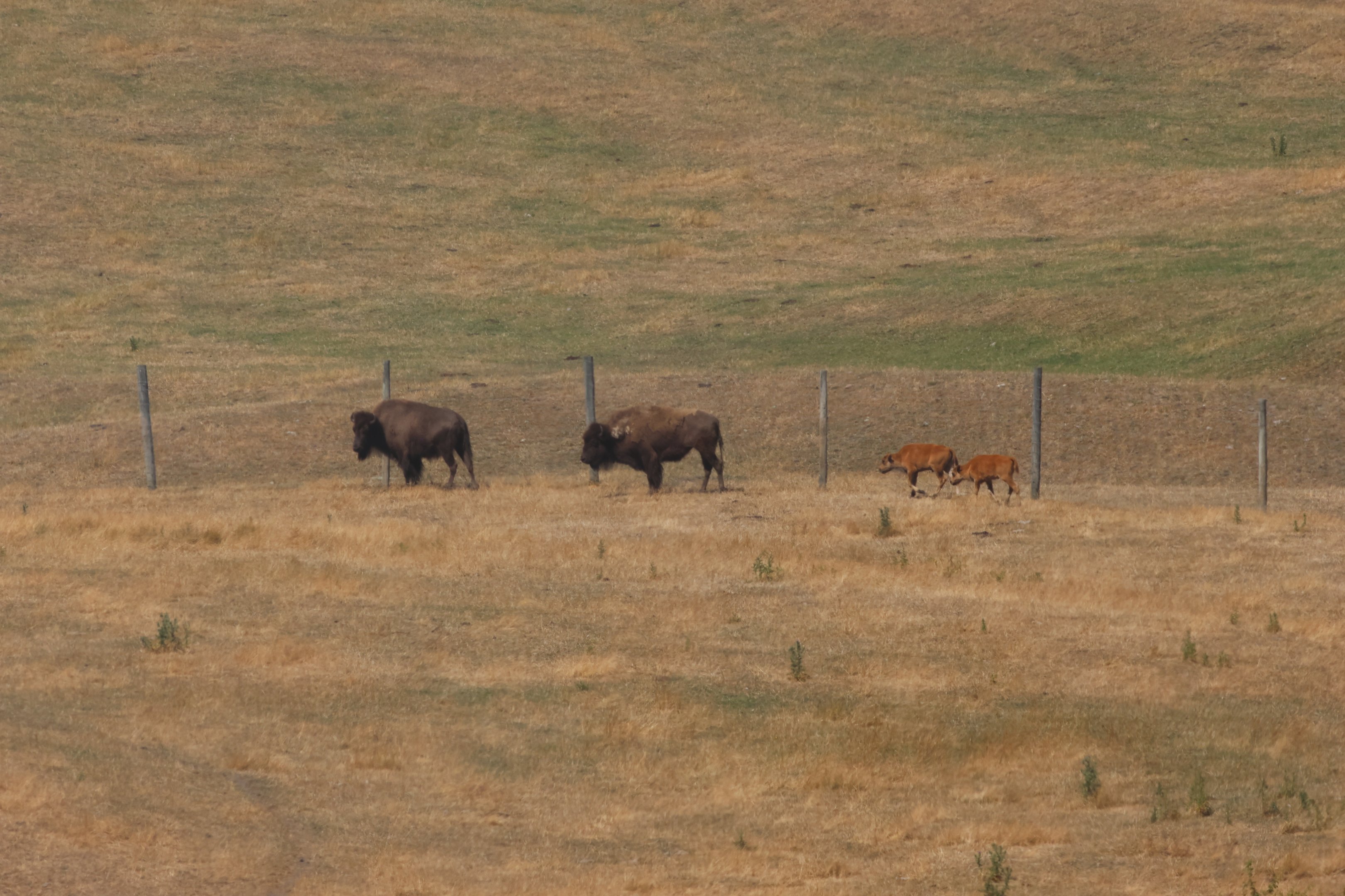 American Bison (Bison bison) pair with calves, Deer Park Heights (Queenstown)