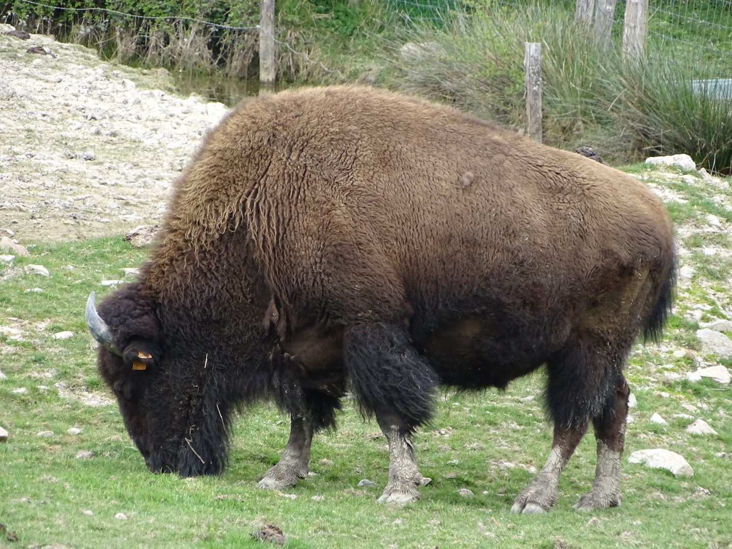 American bison (Bison bison) - Parc animalier d'Ecouves