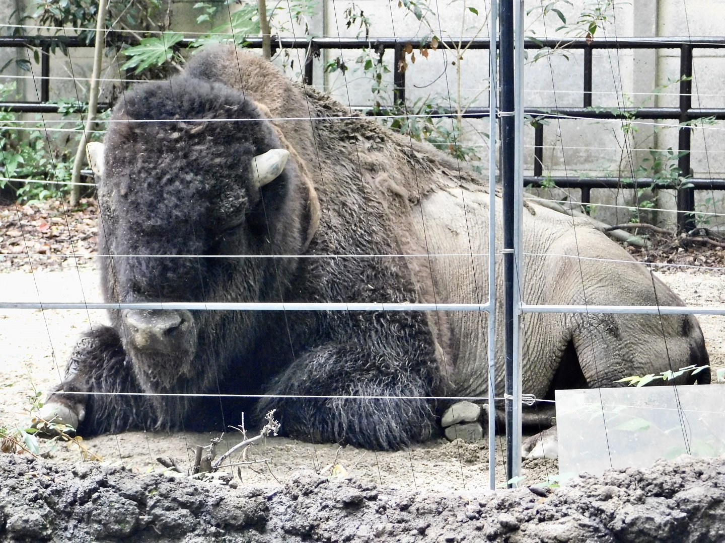 American Bison (Bison bison) September 13, 2025