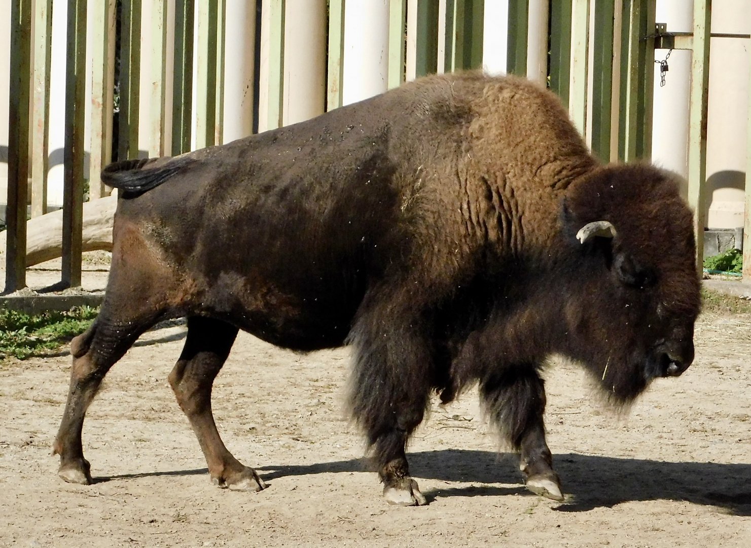 American Bison (Bison bison) - Tobu Zoo November 15, 2025