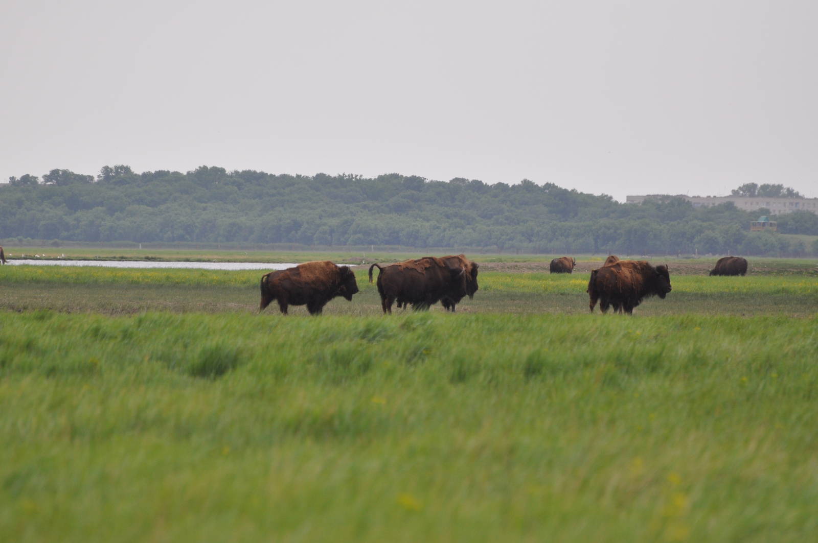 American bison/ Bison bison