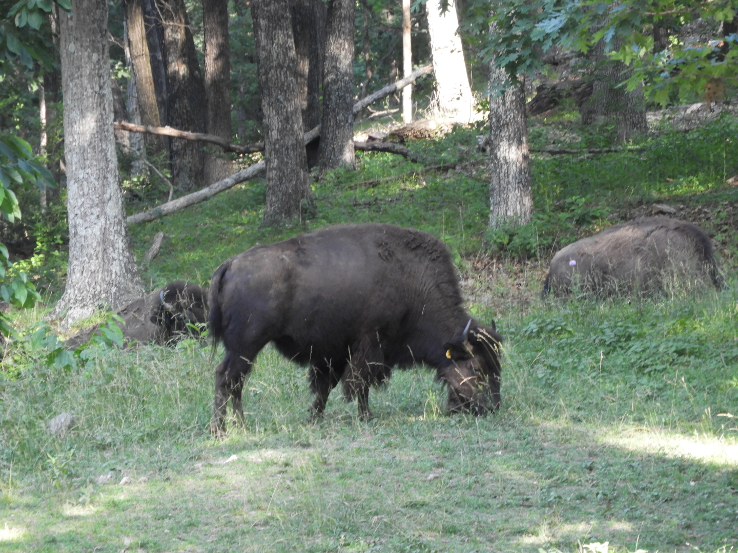 American Bison (Bison bison)