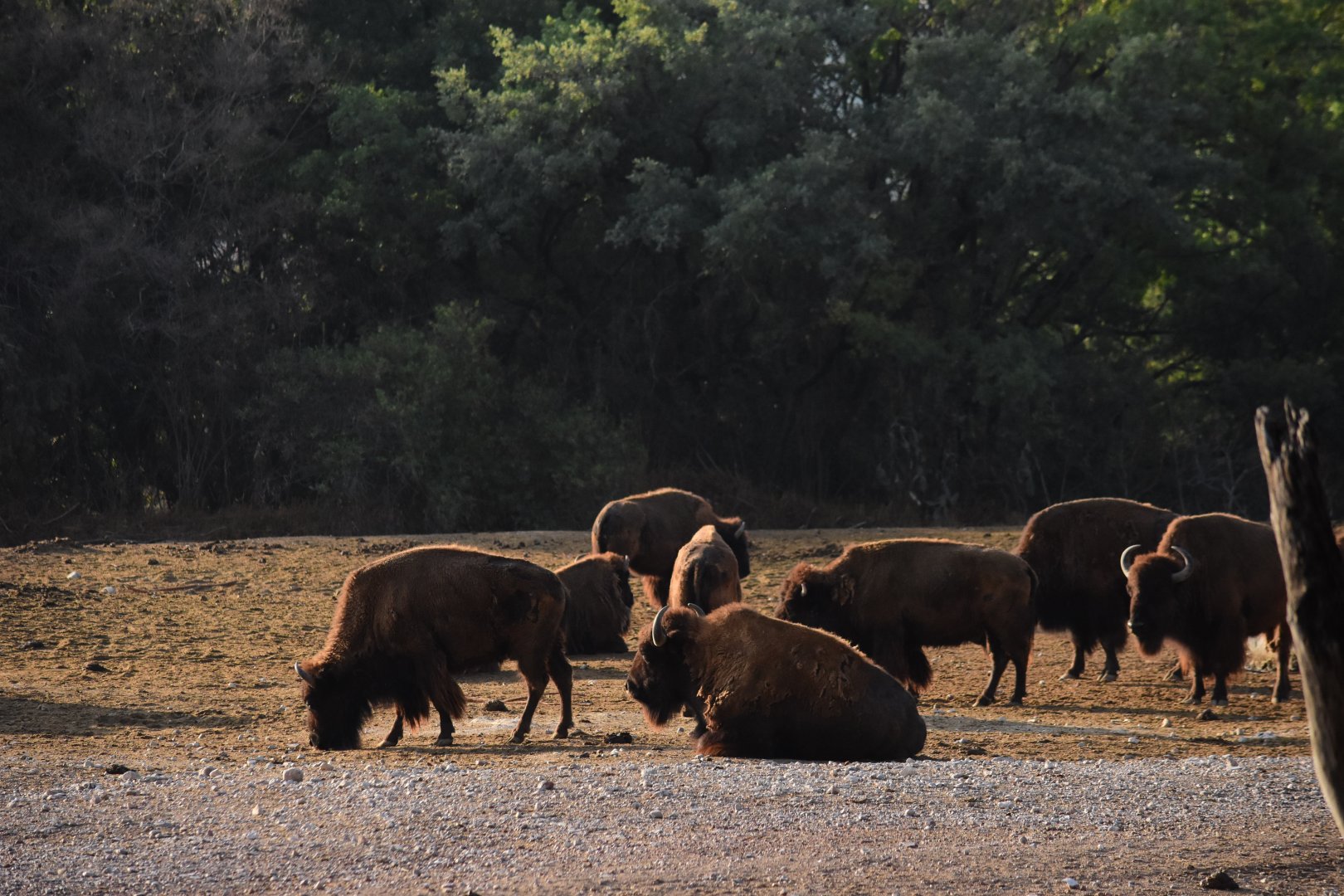 American bison (Bison bison)