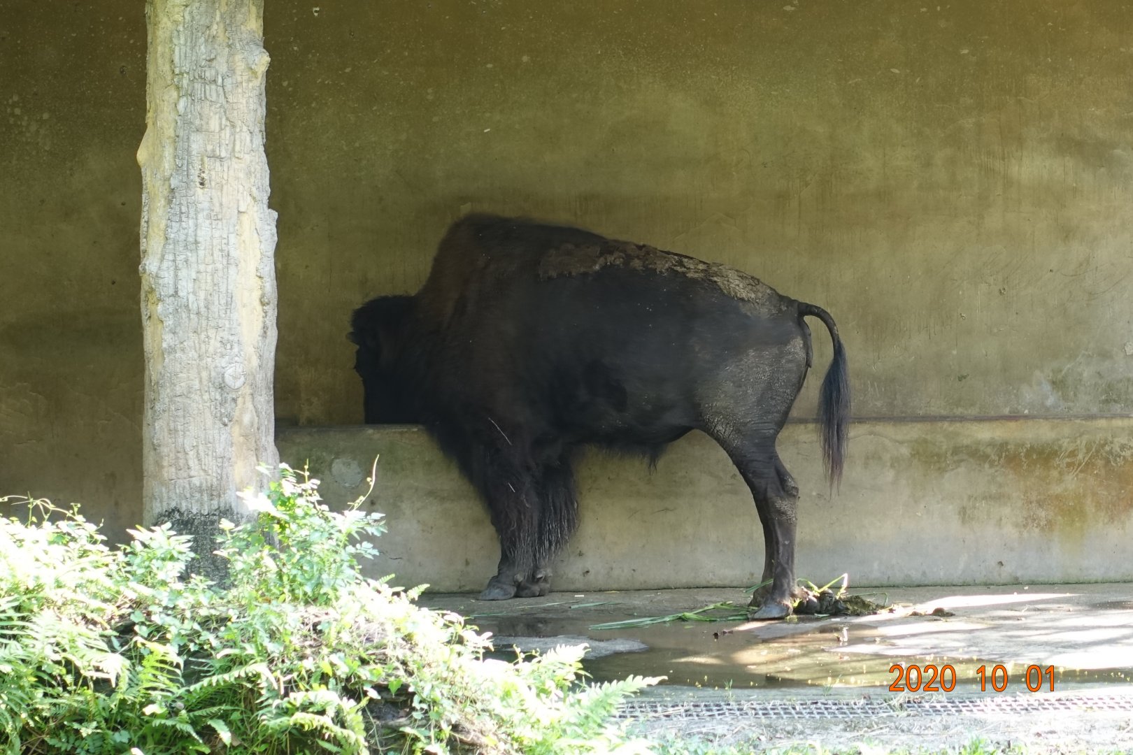 American Bison (Bison bison)
