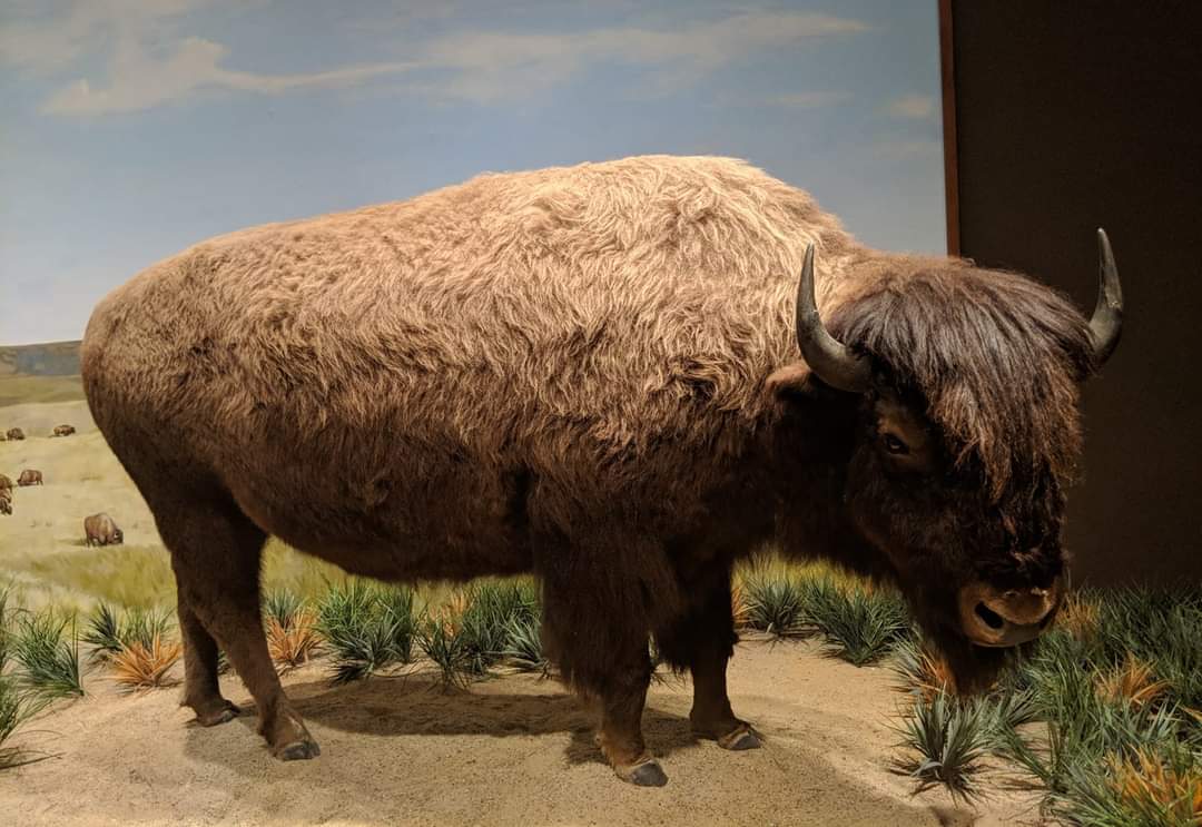 American bison (Bison bison)