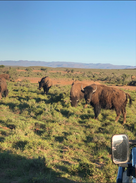 American Bison (Bison bison)