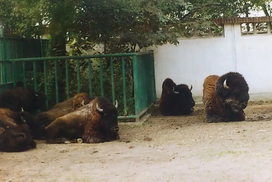 American Bison（Bison bison）