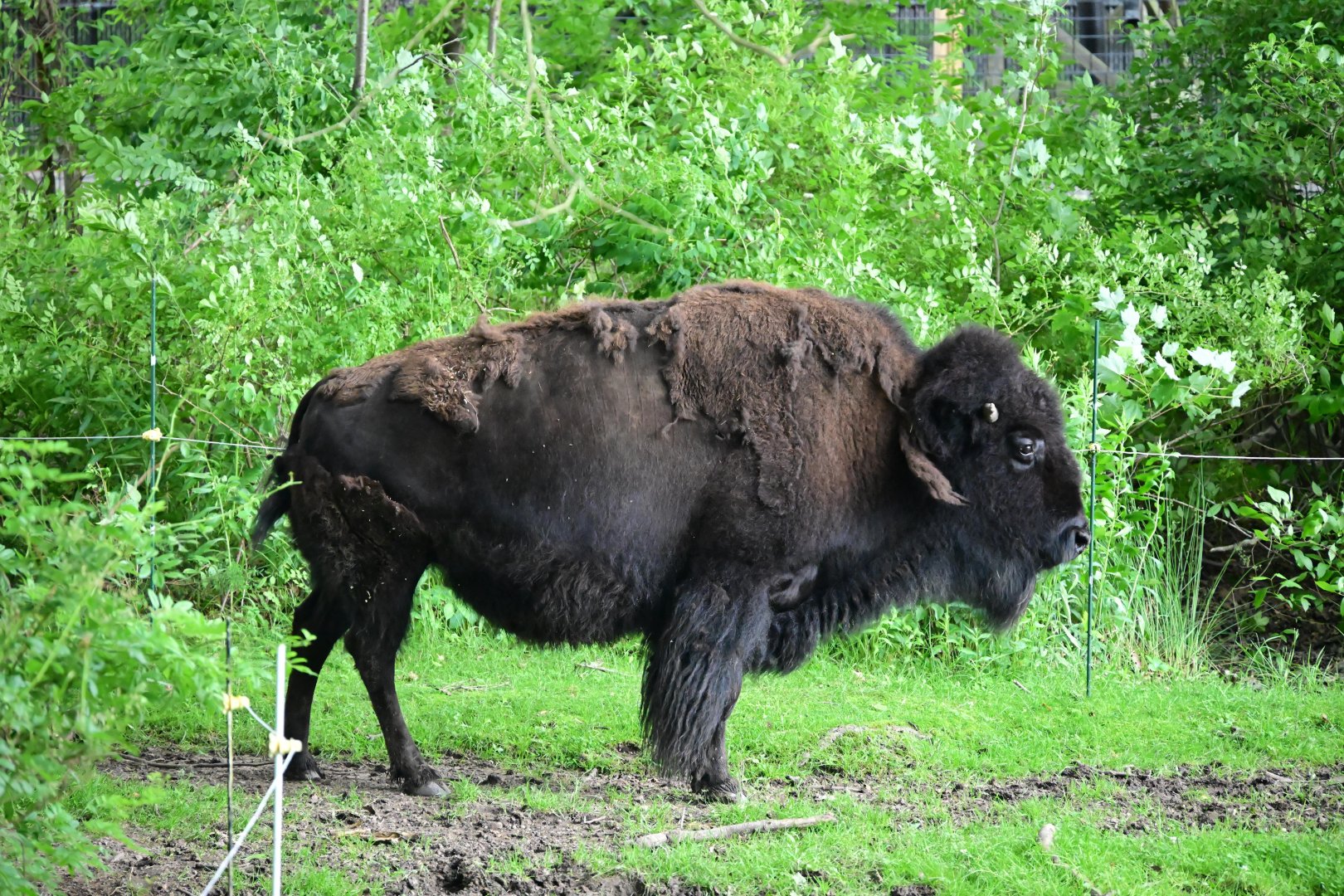 American Bison (Bison bison)