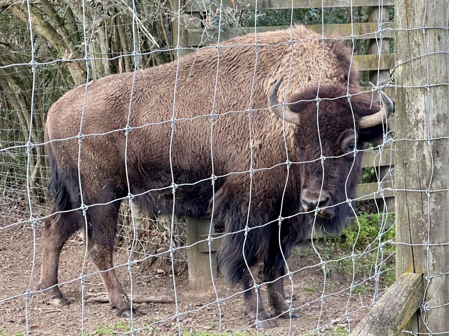 American bison (Bison bison)