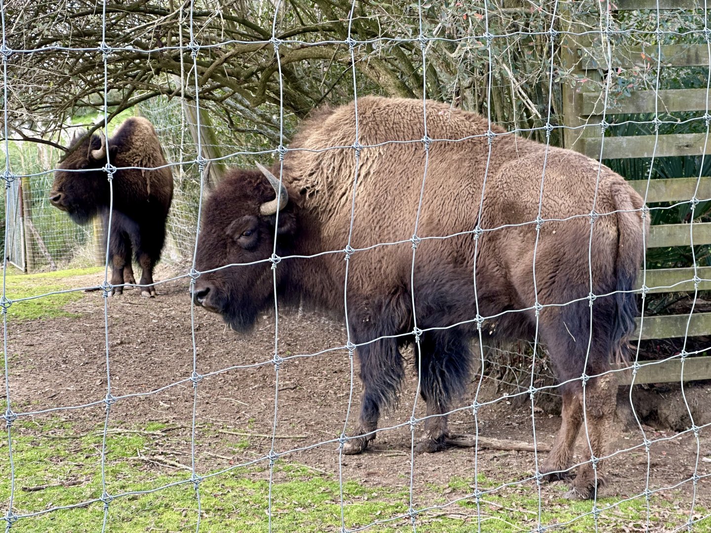 American bison (Bison bison)