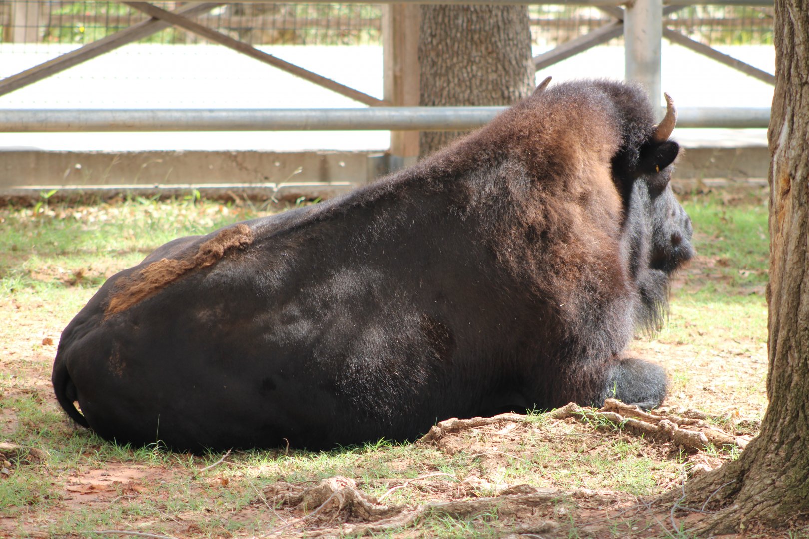 American Bison (Bison bison)