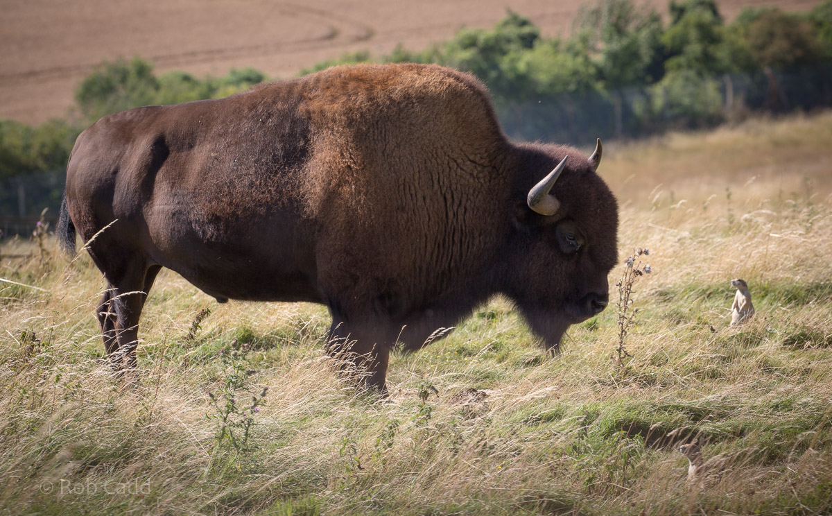 American bison; black-tailed prairie dog : Whipsnade : 12 Aug 2016