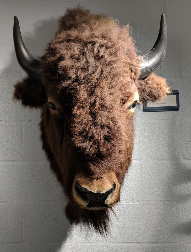 American bison (Bos bison) head mount