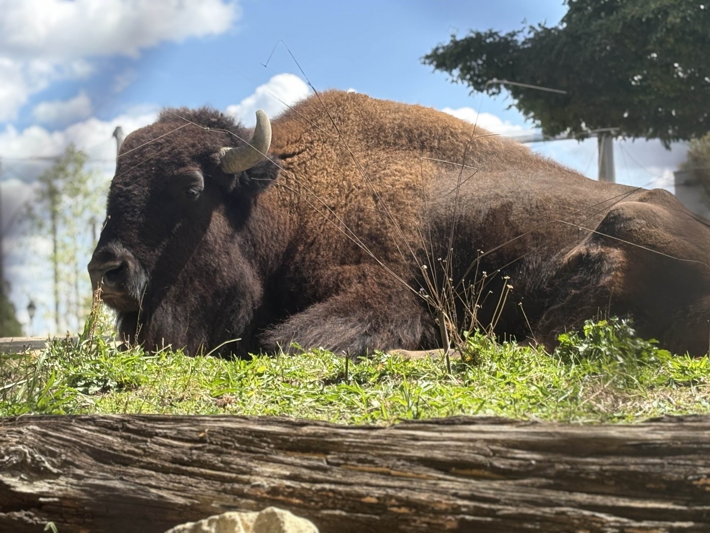American Bison - Brookfield Zoo, 9/6/2025