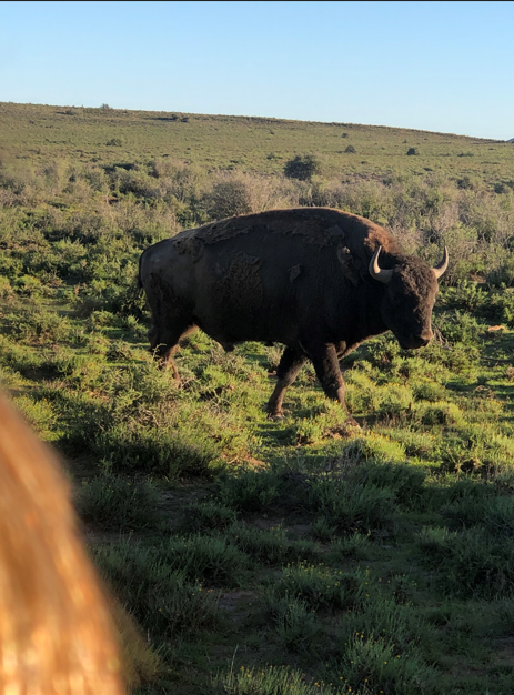 American Bison Bull (Bison bison)