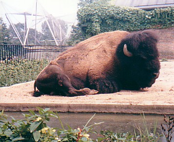 American Bison bull @ London zoo UK