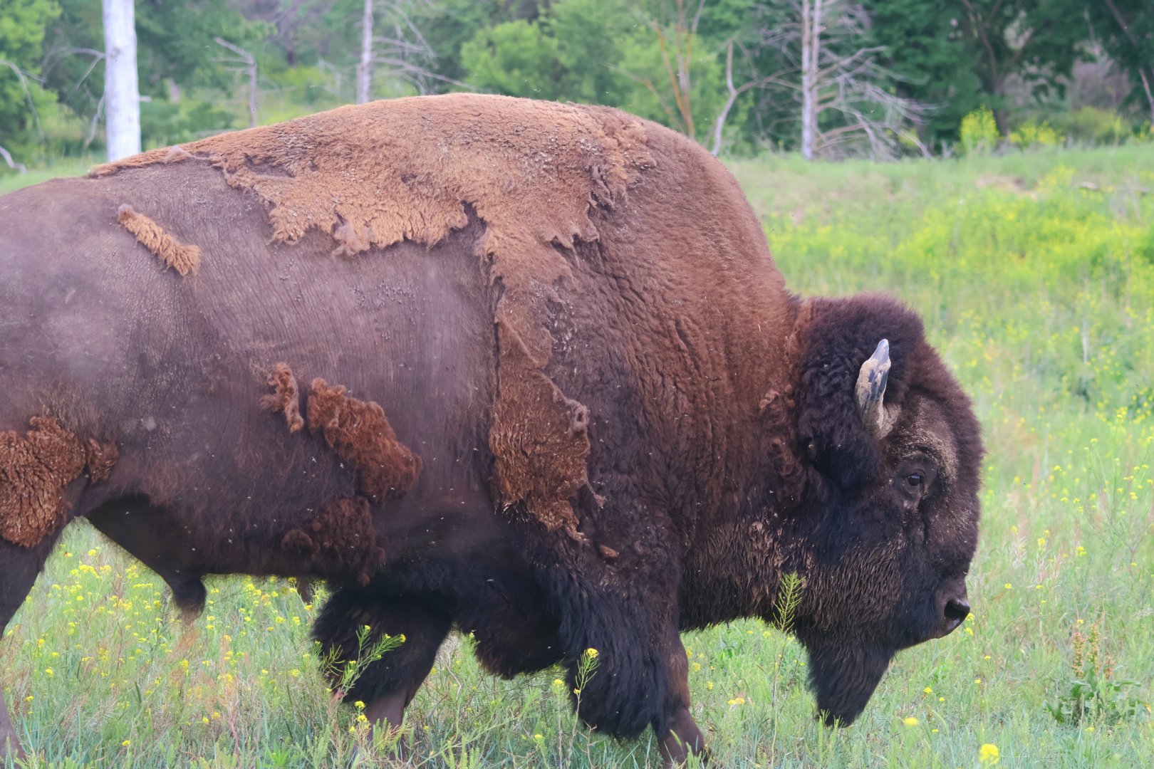American Bison Bull