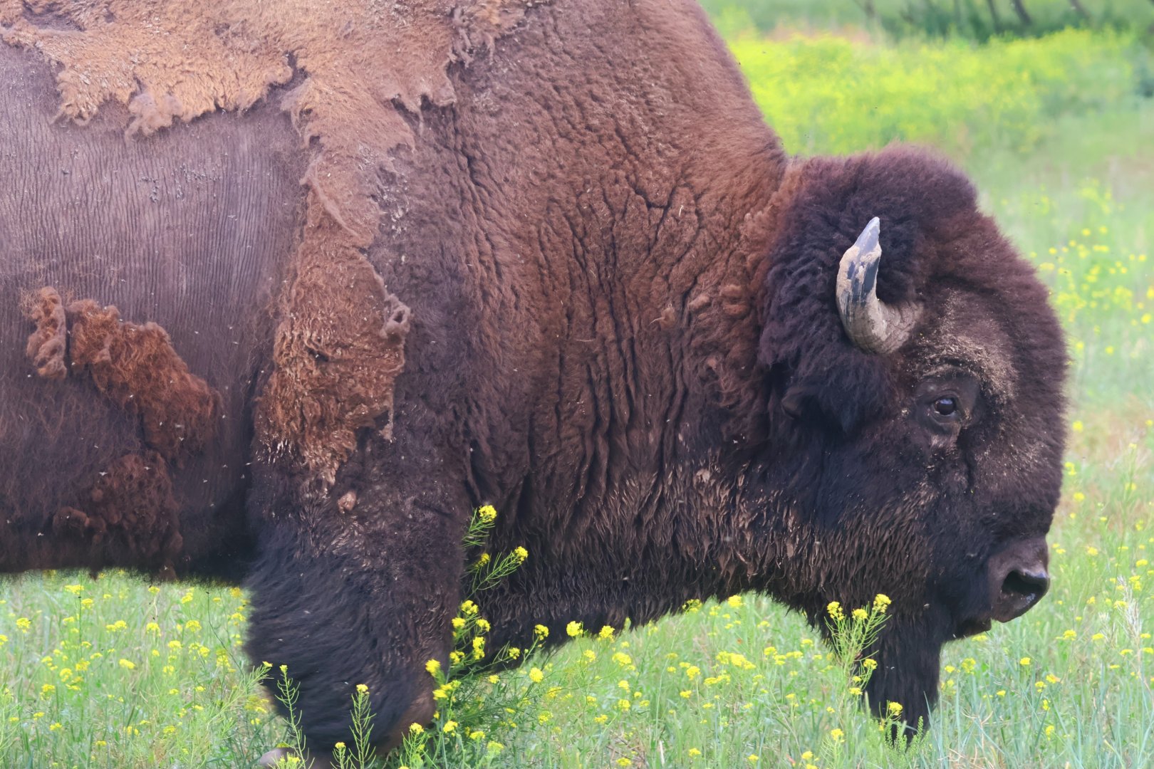 American Bison Bull