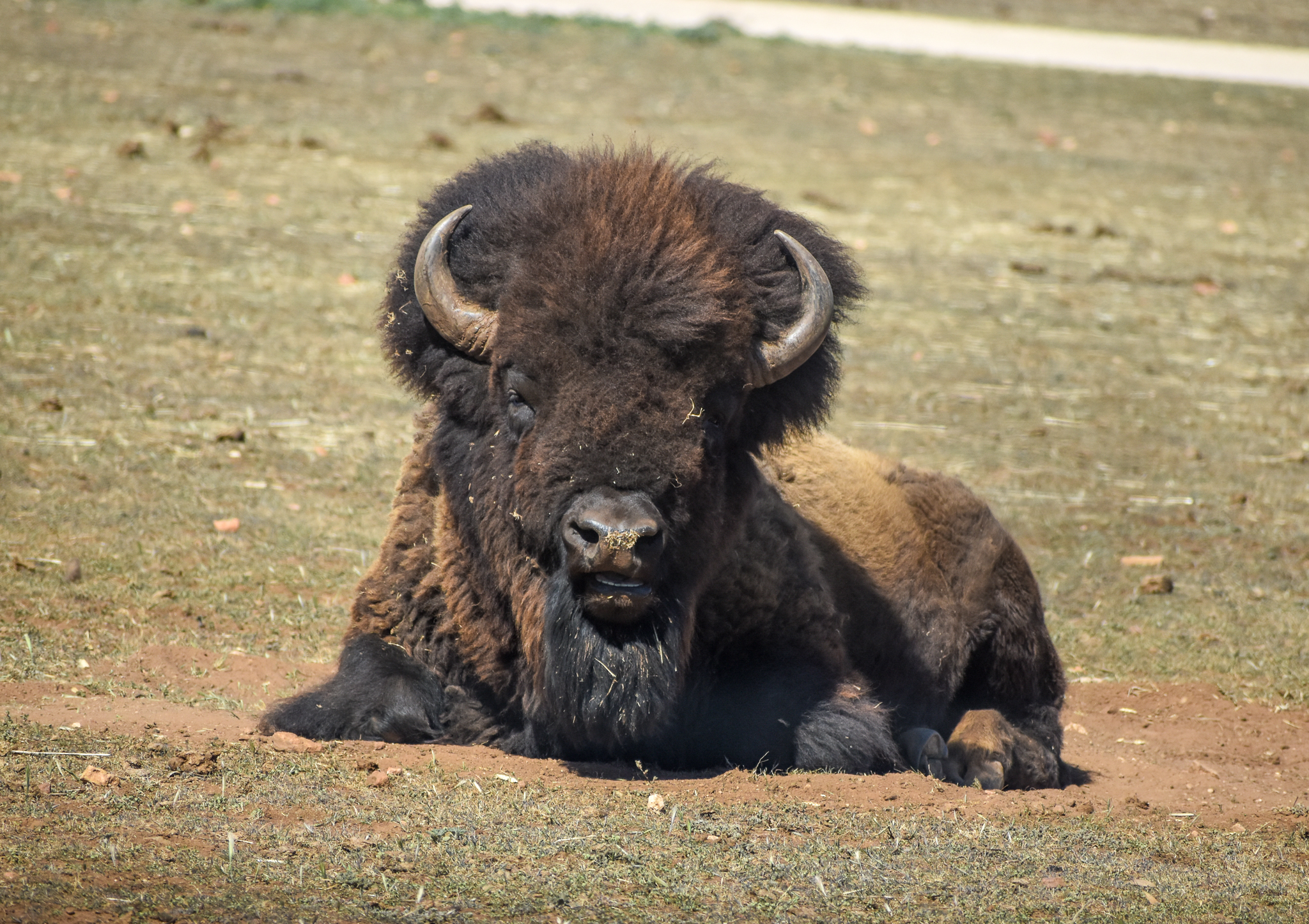 American Bison bull