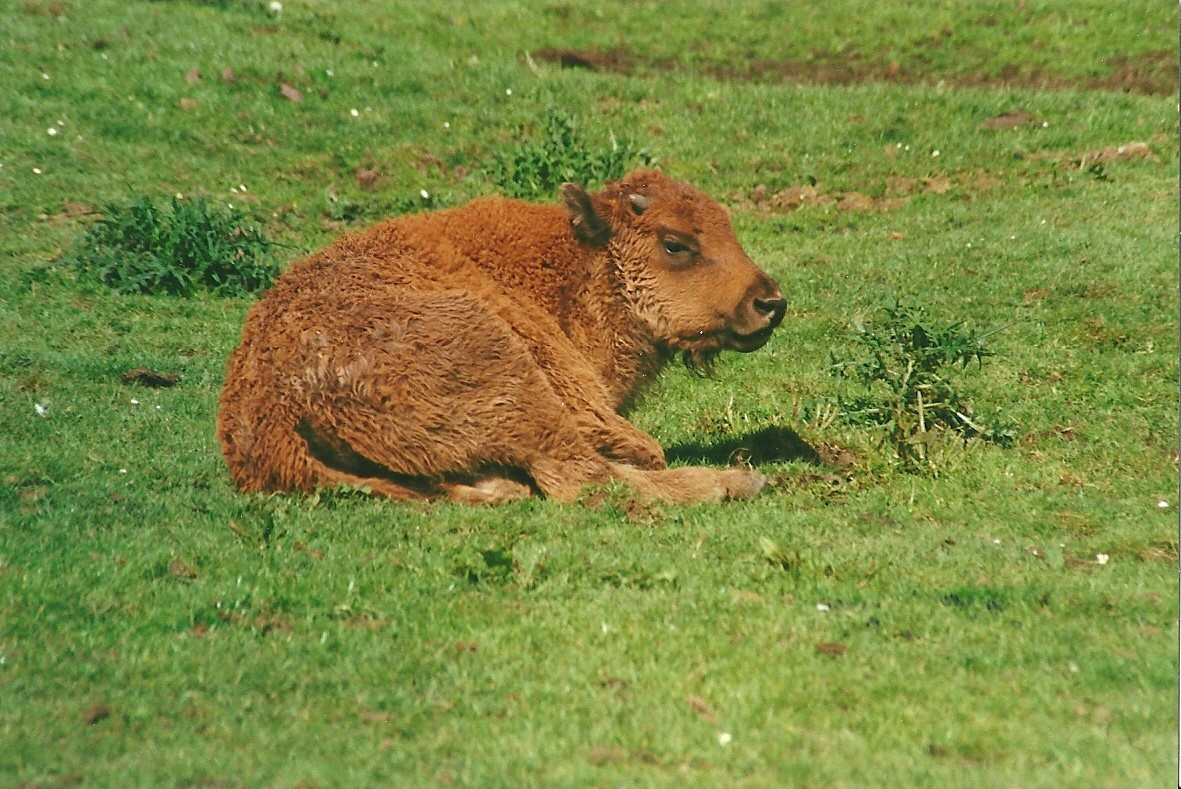 American Bison calf 27th May 2000