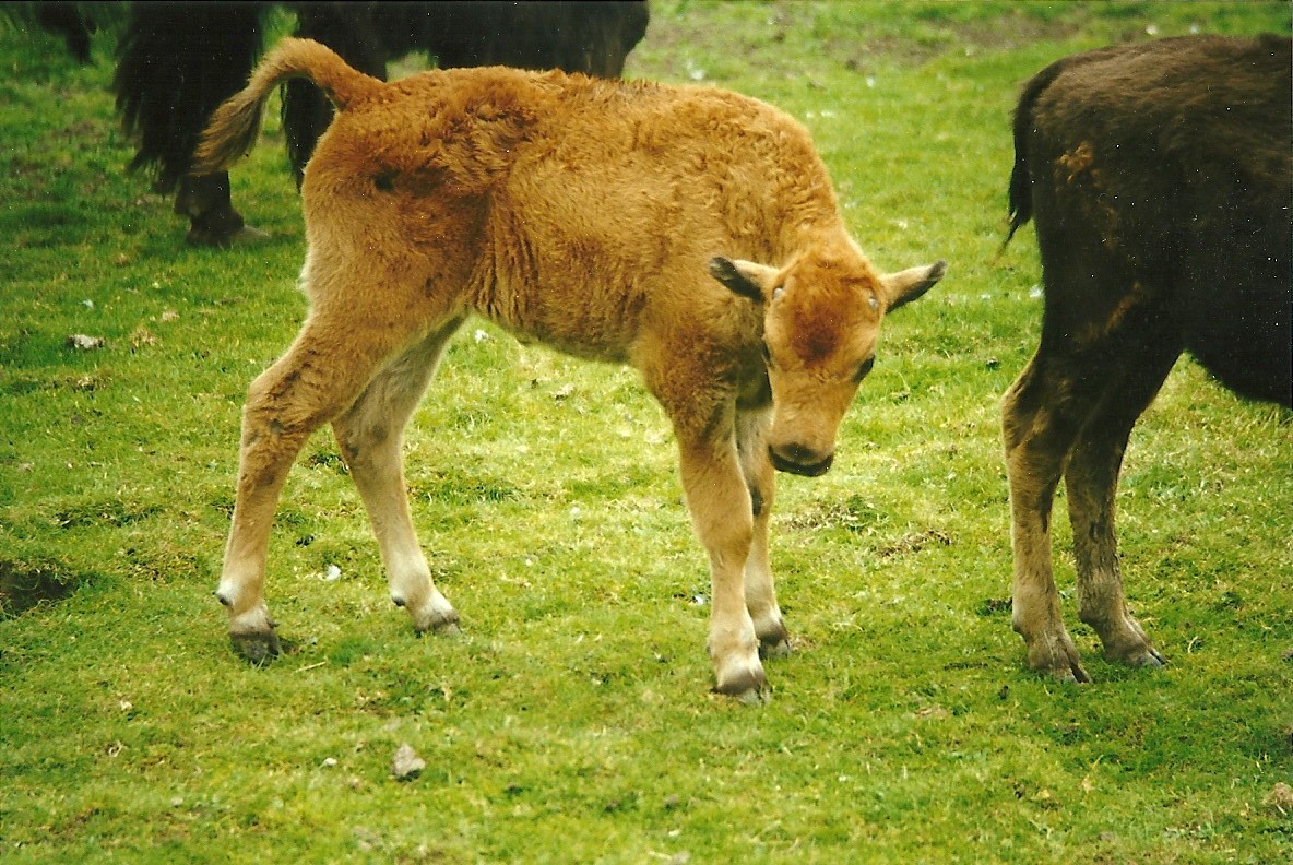 American Bison calf 8th August 1998