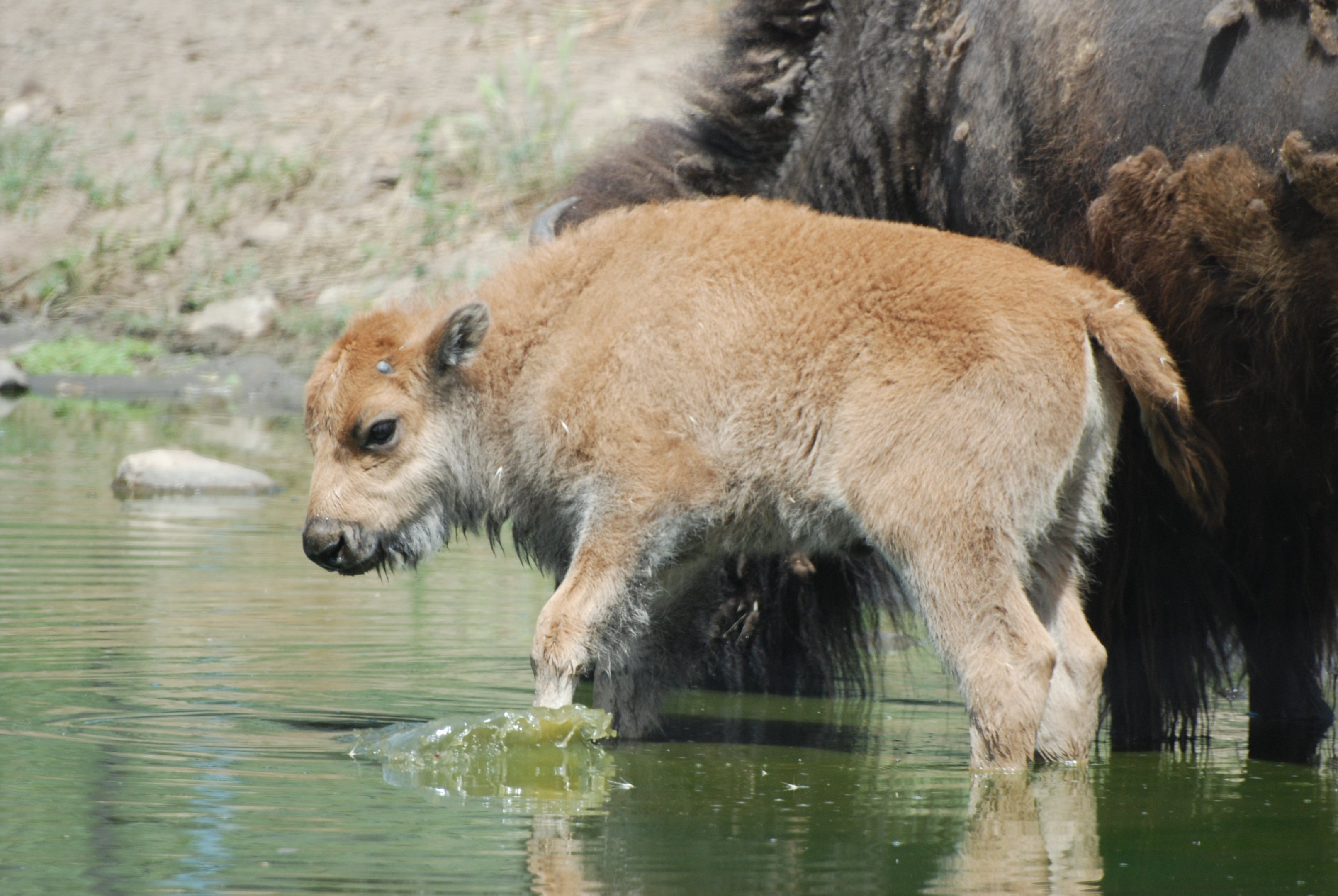 American Bison Calf at Safari Madrid, 19th May 2022