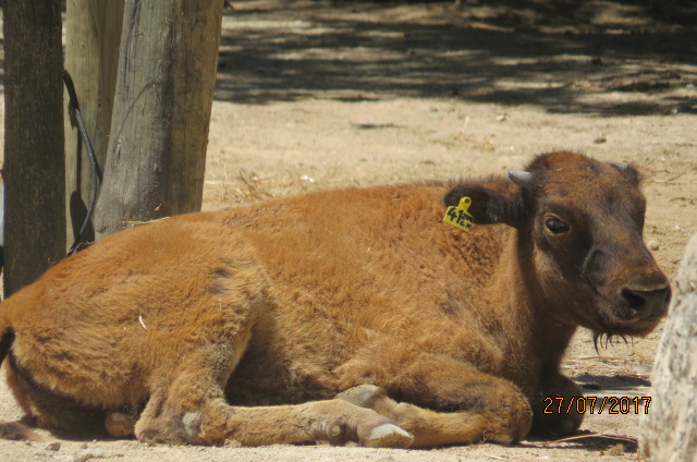 American Bison Calf