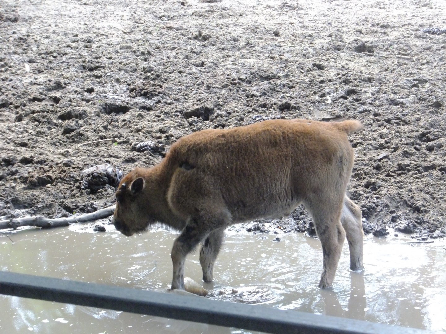 American bison calf
