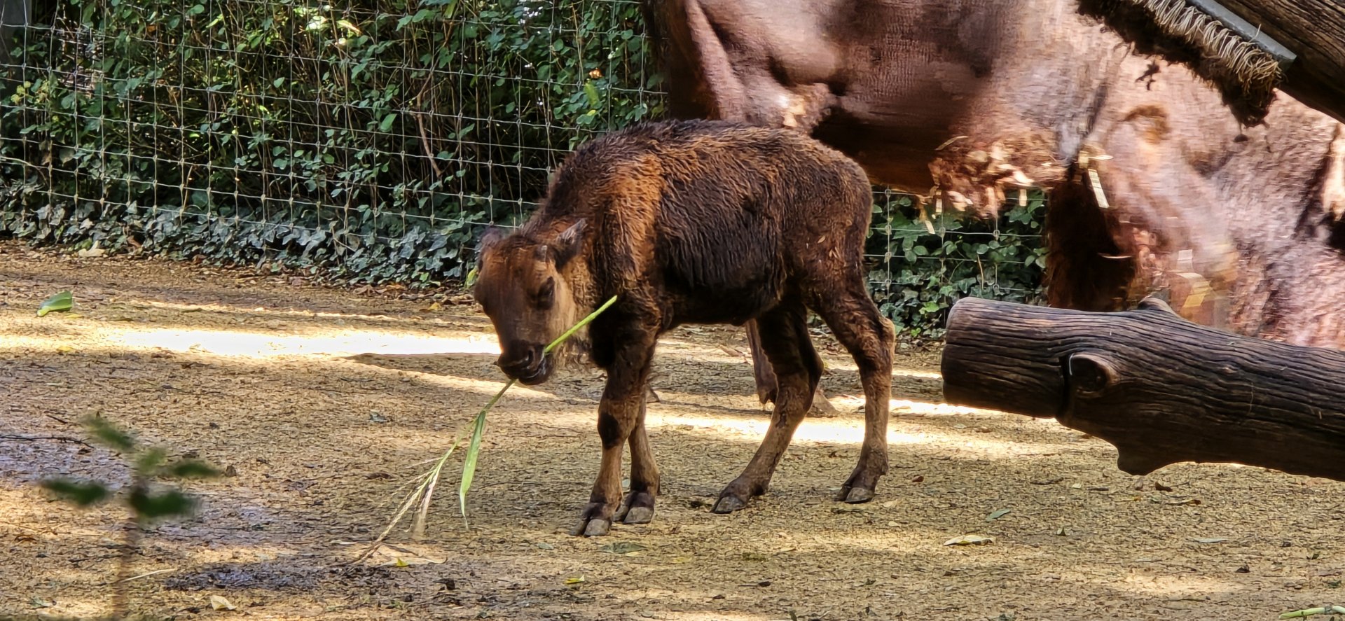 American bison calf