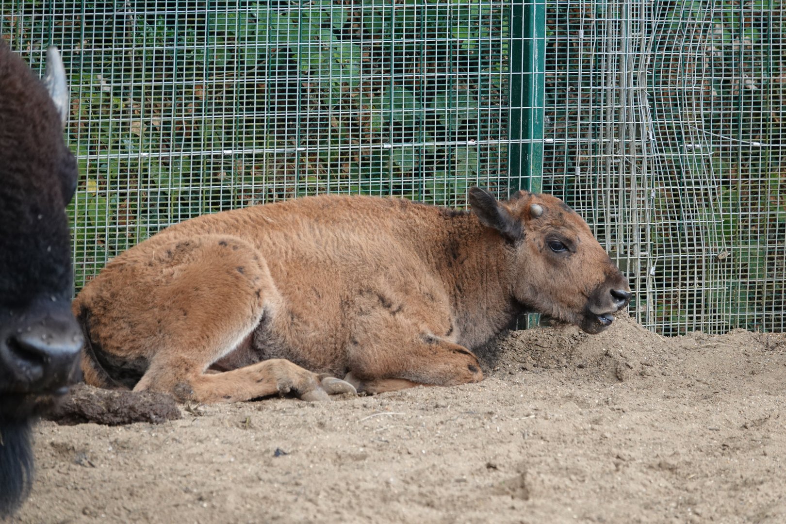 American bison calf