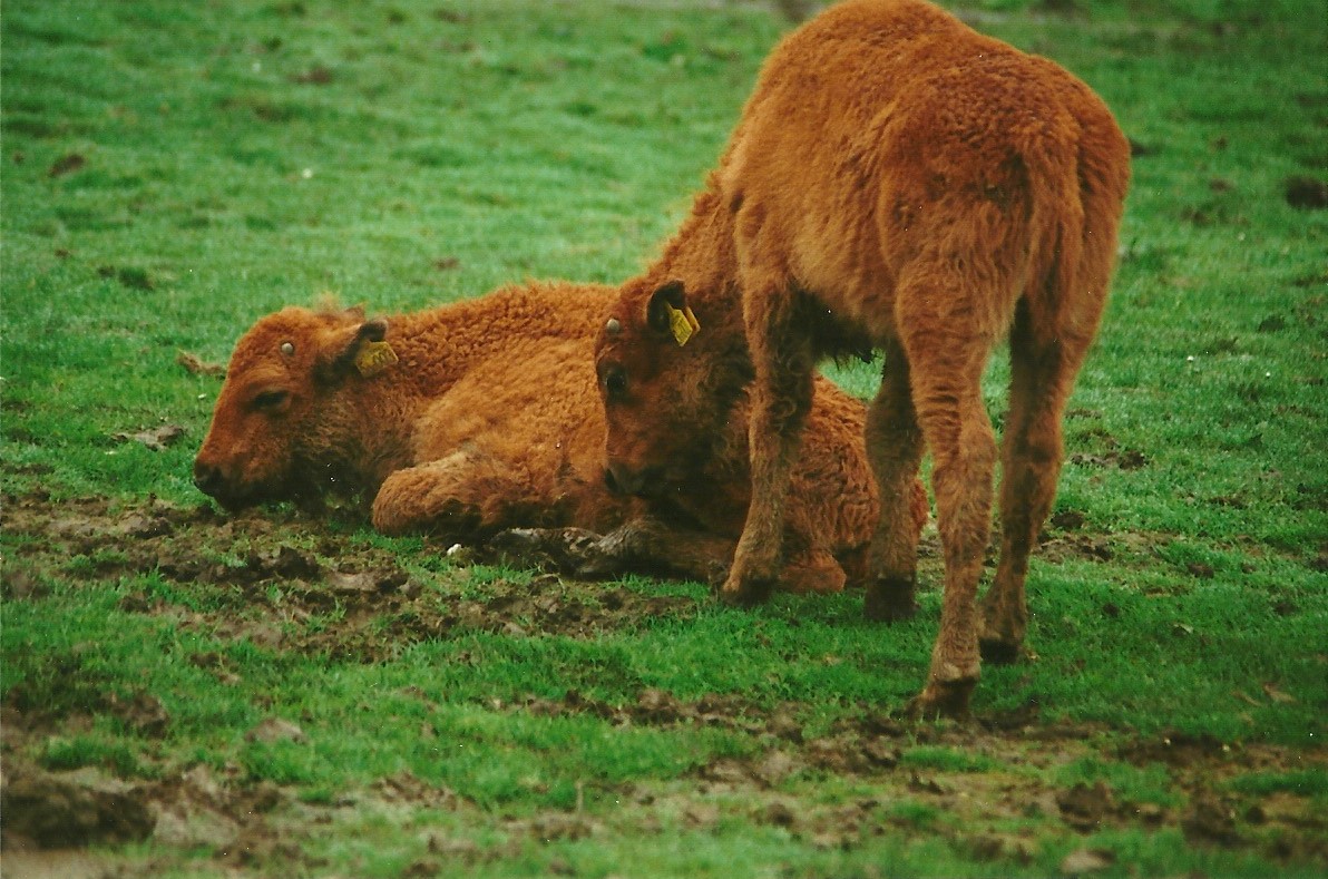 American Bison calves 29th April 2000