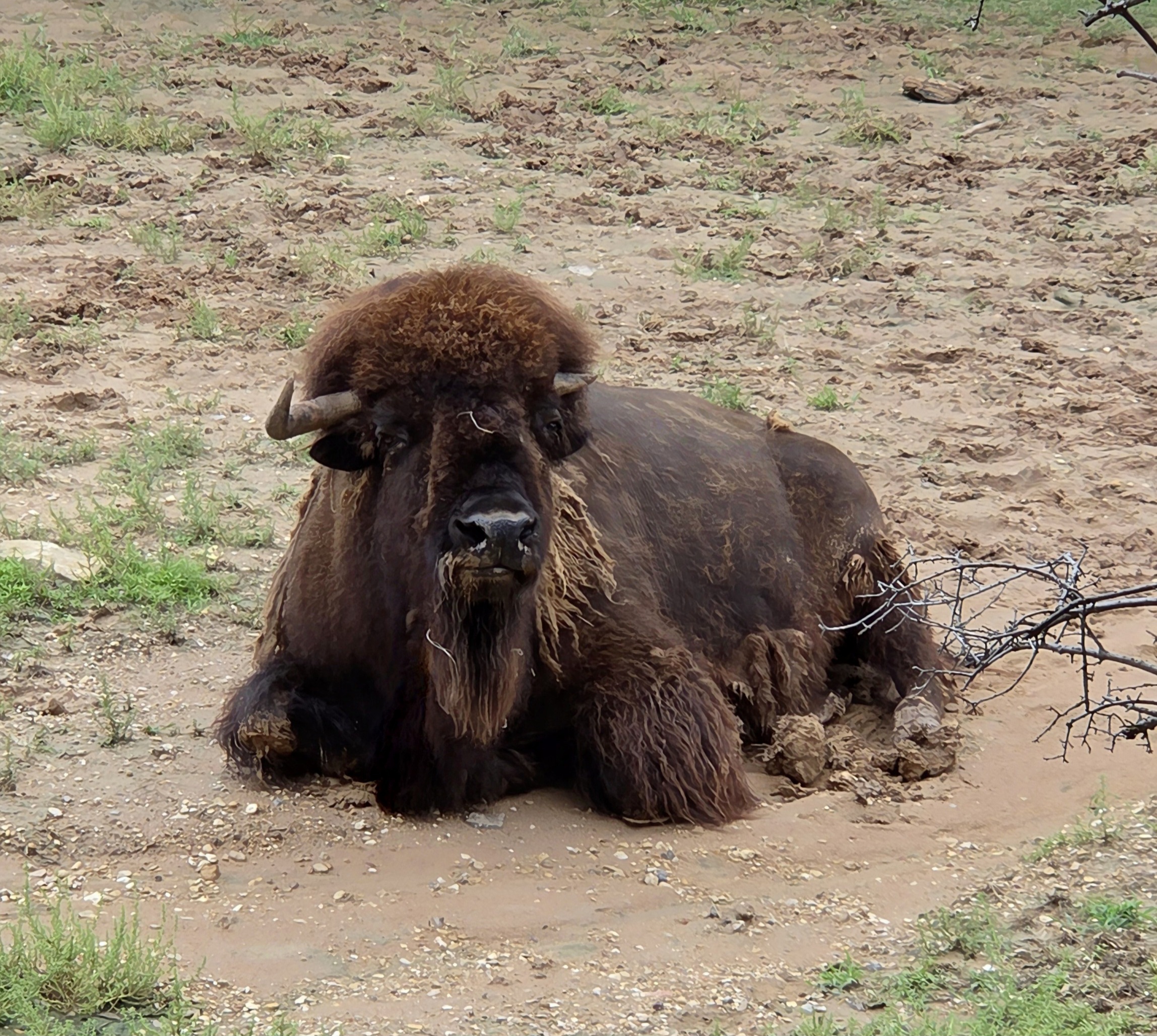 American Bison - Cameron Park Zoo